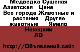 Медведка Сушеная Азиатская › Цена ­ 1 400 - Все города Животные и растения » Другие животные   . Ямало-Ненецкий АО